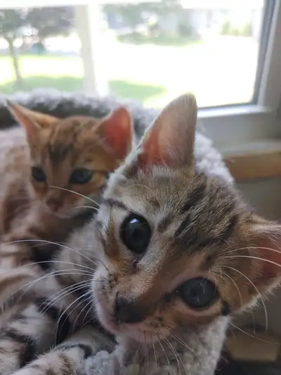 Savannah Kittens, View more