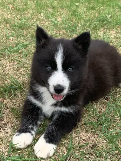 Pomsky puppy ready to go!, View more