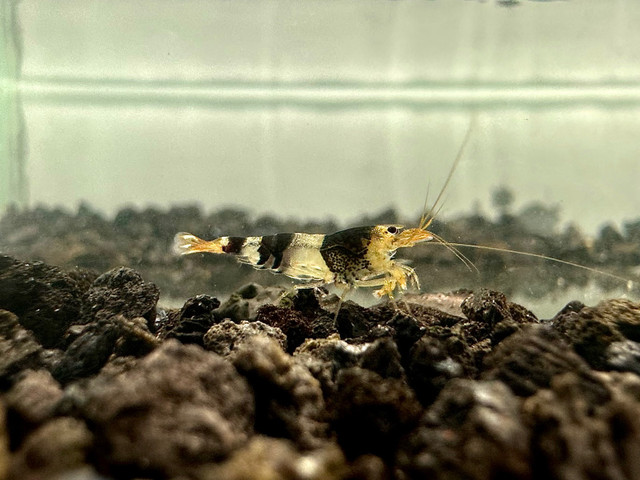 Caridina freshwater shrimp for sale in Fish for Rehoming in Moncton - Image 2