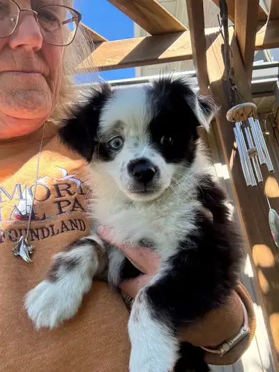 Toy Australian shepherds, View more