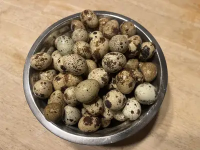 quail eggs for hatching , View more