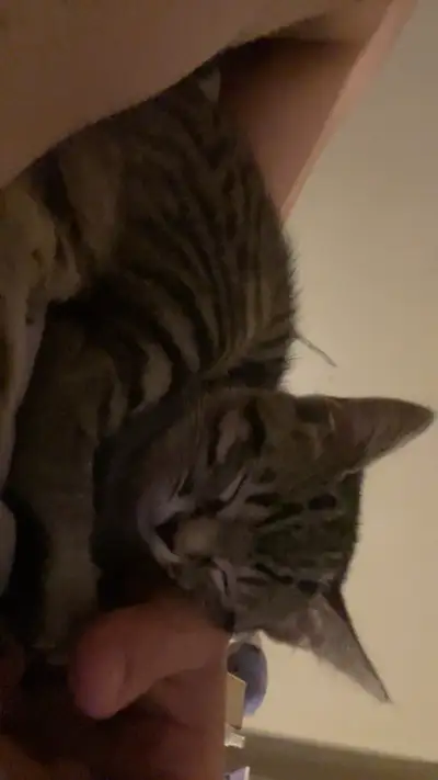 Can’t keep due to allergies need gone assap she has all her shots and she’s healthy and very well be...