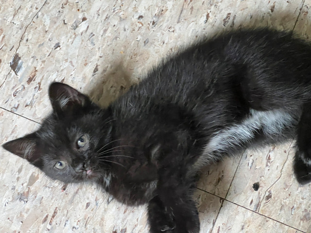 7week old female kitten Black with some white wants a good home in Cats & Kittens for Rehoming in City of Toronto - Image 2