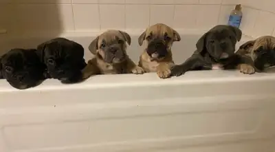 Beautiful Bantam bulldog puppies! 8 weeks old and ready to go!, View more