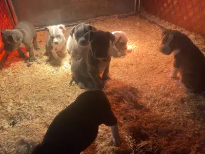 Bullmastiff Mix Ready Now, View more