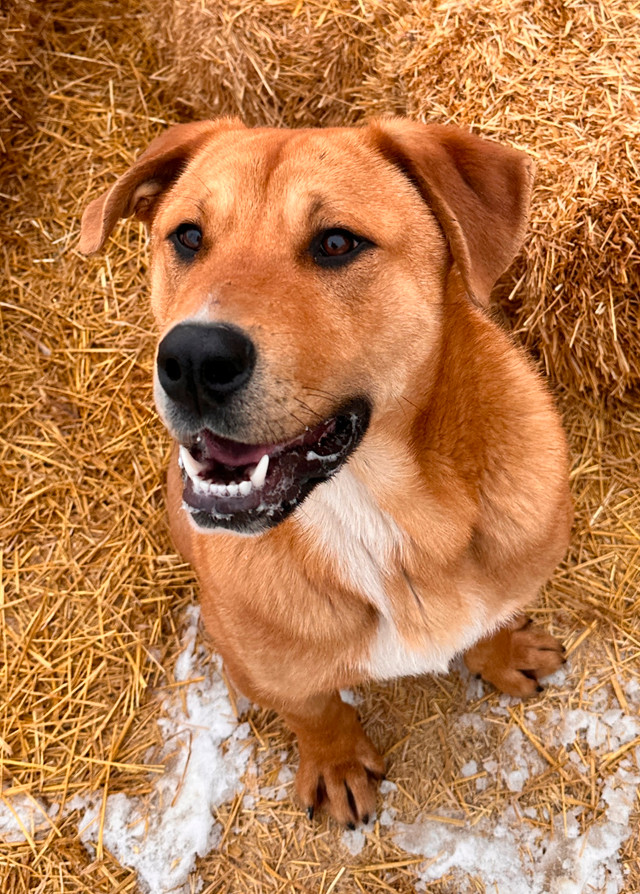 Samson - Your future best friend! in Registered Shelter / Rescue in Saskatoon