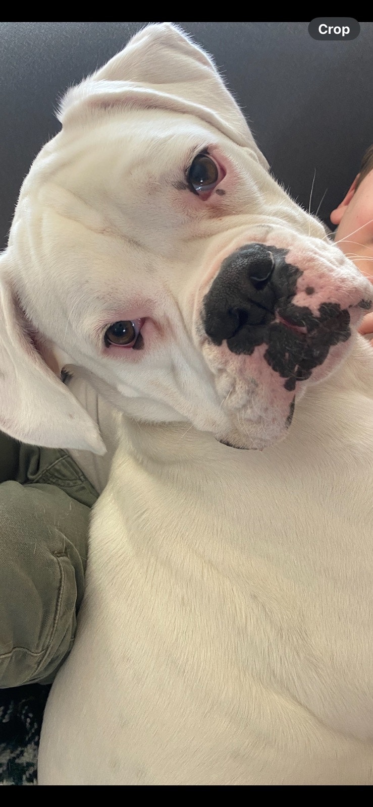 Boxer Dog Rehoming | Dogs & Puppies for Rehoming | Kawartha Lakes ...