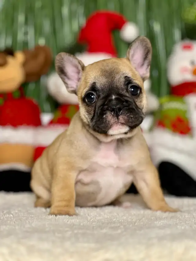 ♥️Ready now! French Bulldog puppies ♥️ in Dogs & Puppies for Rehoming in Calgary - Image 9