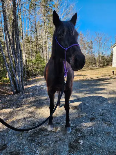 *PRICE REDUCED* Located outside of St.Stephen, NB. "Rue" is a 14 year old standardbred mare, 15hh. S...