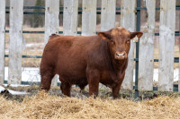 Yearling Red Angus, Simmental and crossbred bulls