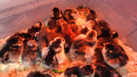 Wyandotte chicks 