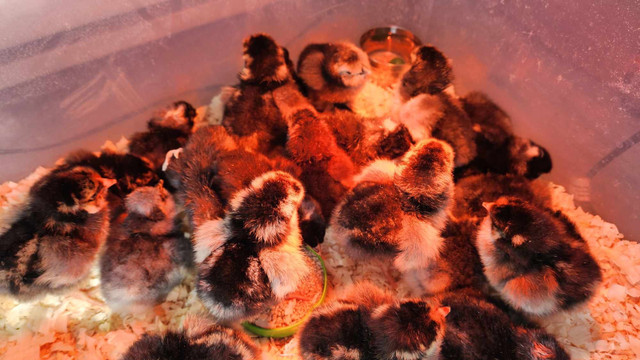 Wyandotte chicks  in Other in Annapolis Valley