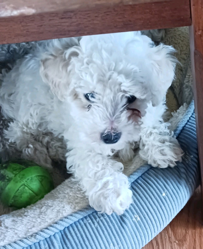 Toy Poodle Puppy for sale Dogs & Puppies for Rehoming Ottawa Kijiji