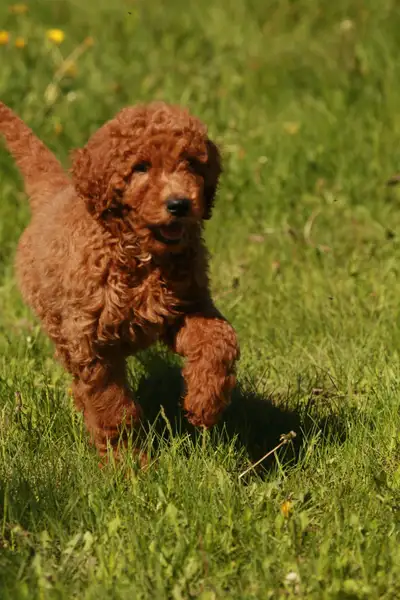 Beautiful F1B Goldendoodle Puppies - Red and Apricot, View more