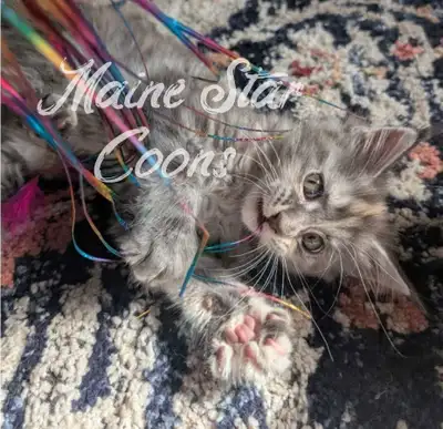 Maine Coon kitten, View more