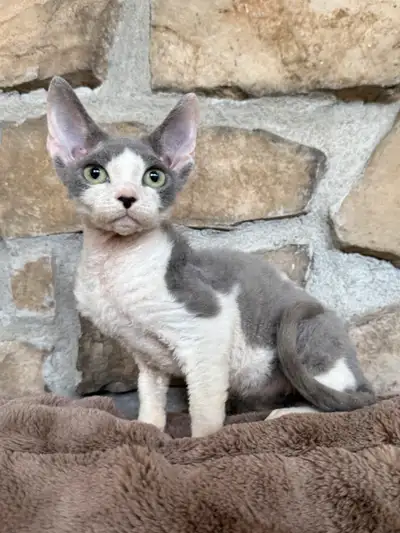 Bonjour! J’ai présentement plusieurs chatons Devon rex de disponible à partir de 1850$ plus taxes et...