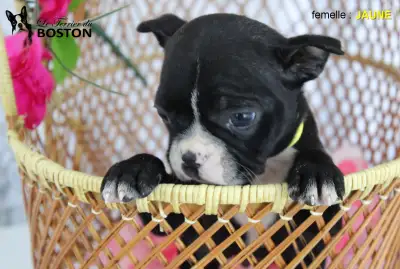 Adorable femelle BOSTON TERRIER, View more