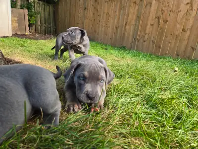 American bulldogs READY!, View more