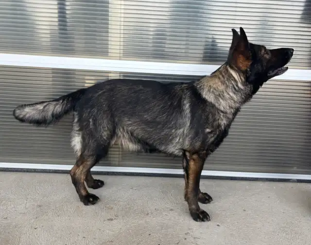DDR/Czech German Shepherd Puppies in Dogs & Puppies for Rehoming in Markham / York Region - Image 3