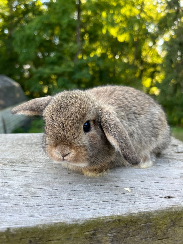 Chestnut Holland lop baby bunny in Small Animals for Rehoming in Woodstock - Image 2