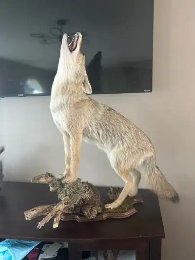 Taxidermy coyote , View more