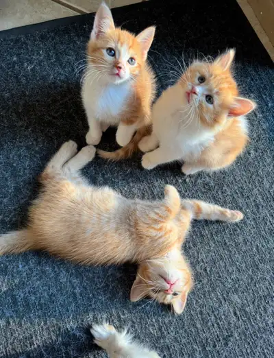 Very Friendly Siberian Mix Kittens, View more