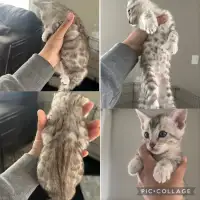 Bengal kittens /mamma