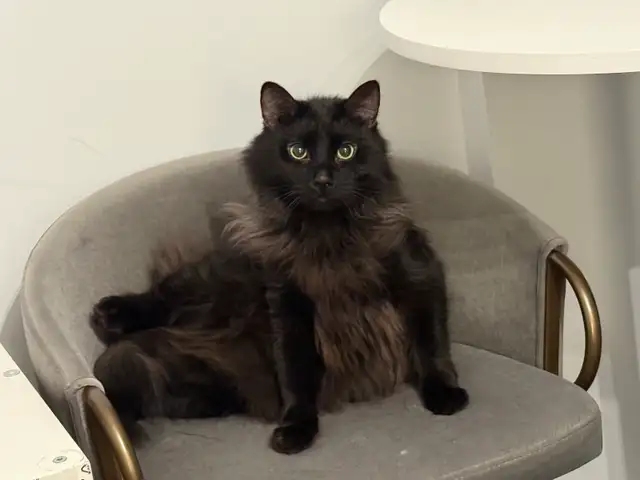 Sweetest Boy Looking For New Home - Full Package