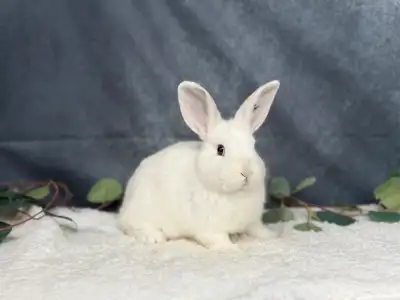 Neutered Czech Frosty rabbit, View more