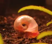 Ivory - Pink - Red - Blue Ramshorn & Feeder snails