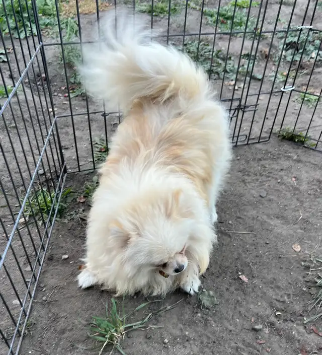 Tiny Teddy Bear Pomeranian Boy in Dogs & Puppies for Rehoming in Vernon - Image 11