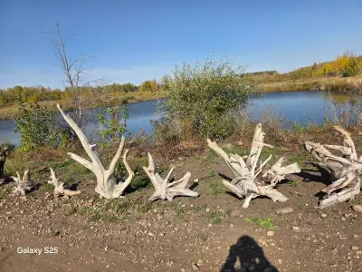 driftwood, View more