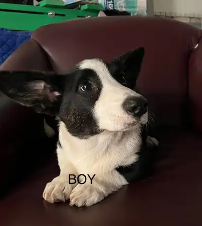 Cardigan Welsh Corgi's READY TO GO !!, View more