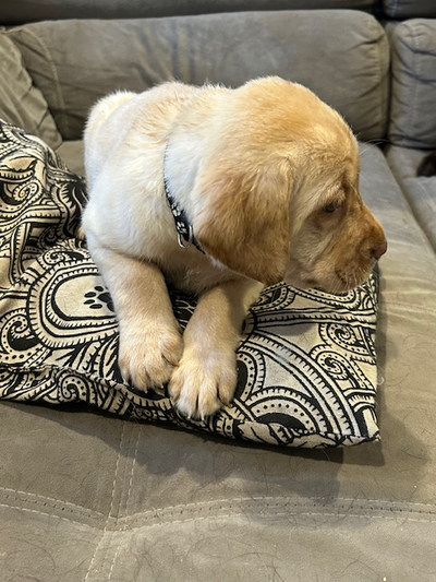 Chiots maintenant disponible, 5 femelles brunes, une belle blonde et 2 mâles bruns. Élevés en milieu...