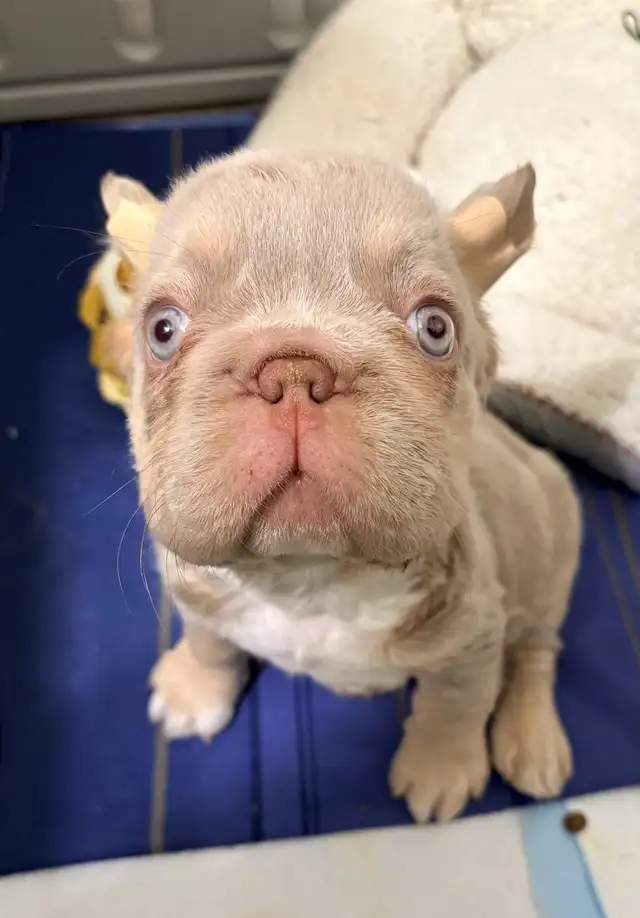 French bulldog /fluffy/ big rope (deal!! ) in Dogs & Puppies for Rehoming in Strathcona County - Image 3