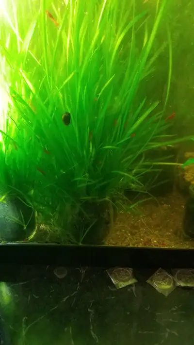 A yogurt glass size of full Jungle val, View more