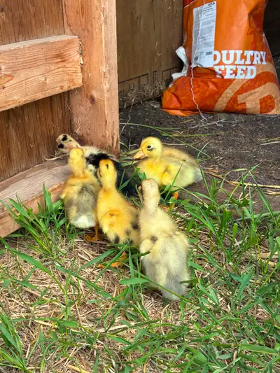 Beautiful ducklings. I have: 5 one week old pure Ancona ducklings 2 one day old pure Ancona duckling...