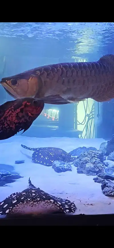 Registered Asian Arowana, breeding pair of king Henlei stingrays, View more
