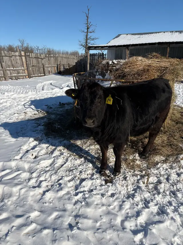 yearling heifer in Other in Portage la Prairie - Image 4