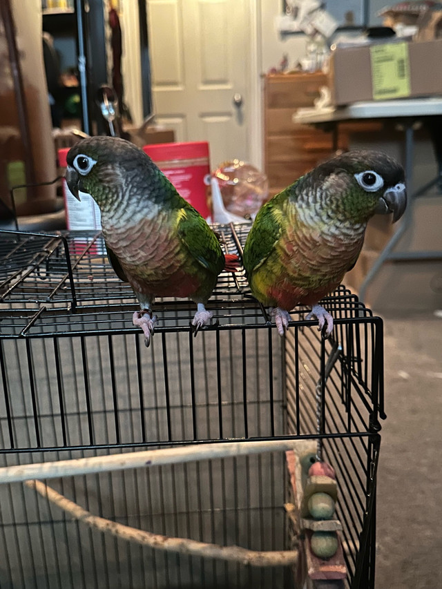 Yellowsided green cheek conure  in Birds for Rehoming in Brantford - Image 2