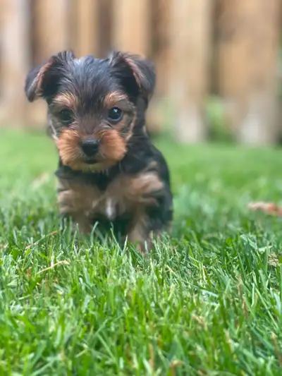 Toy yorkies, View more