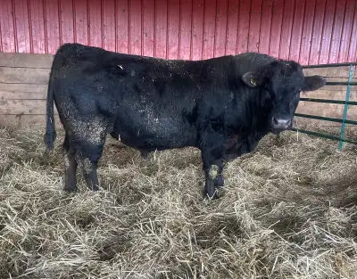 Black Lim-Flex Bull for Sale , View more