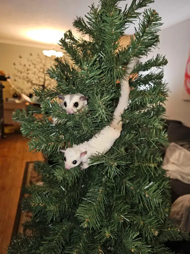 sugar gliders in Other Pets for Rehoming in Nelson - Image 4