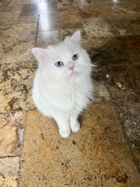 Persian male cat 