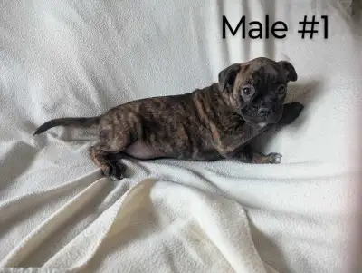 Boxer puppies. Need homes, View more