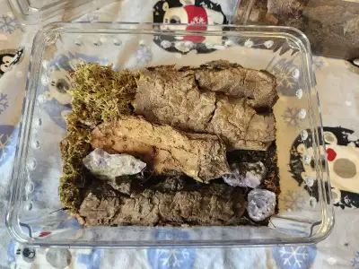 Holiday sale- starter isopod habitat WITH isopods, View more