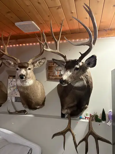 In search of antlers or taxidermy preferably cheap