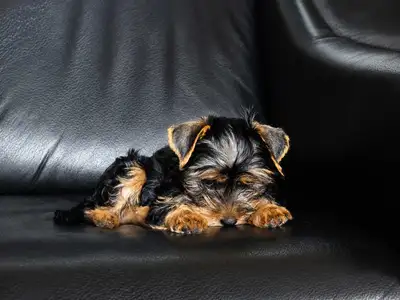 SOLD - Yorkshire Terrier Puppy, View more