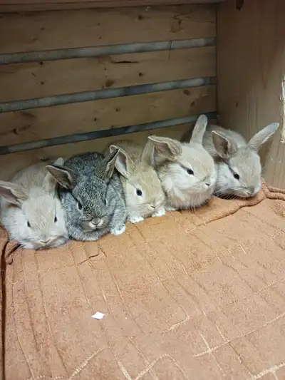 REALLY CUTE BABY BUNNIES FOR SALE!, View more