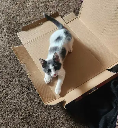 2 kittens available, View more